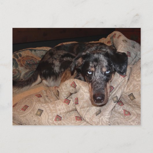 Carte Postale Catahoula Leopard Chien Snoozing (Devant)