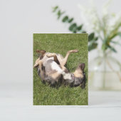 Carte Postale Catahoula Leopard Hog Dog Rolling dans l'herbe (Debout devant)