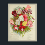 Carte Postale Catalogue vintage de graines de bouquet de pois do<br><div class="desc">N'importe qui aimerait recevoir cette carte postale vintage avec une illustration rétro pour un catalogue de fleurs de bouquet de pois doux !</div>