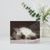 Carte postale Catapping (Debout devant)