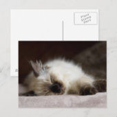 Carte postale Catapping (Devant / Derrière)