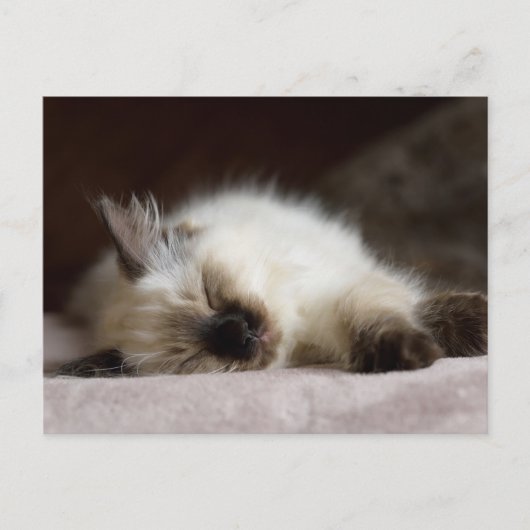Carte postale Catapping (Devant)