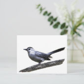 Carte Postale Catbird (Debout devant)
