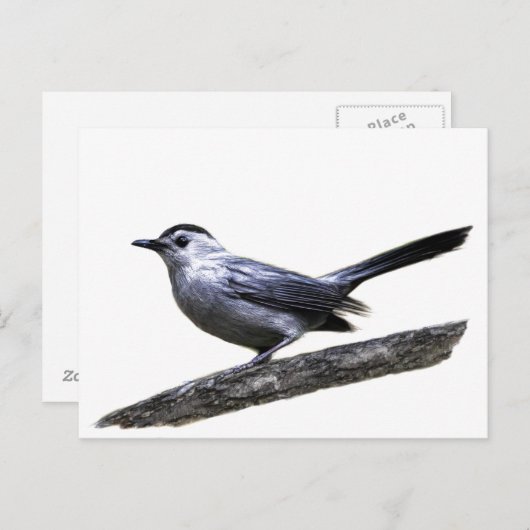 Carte Postale Catbird (Devant / Derrière)