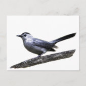Carte Postale Catbird (Devant)