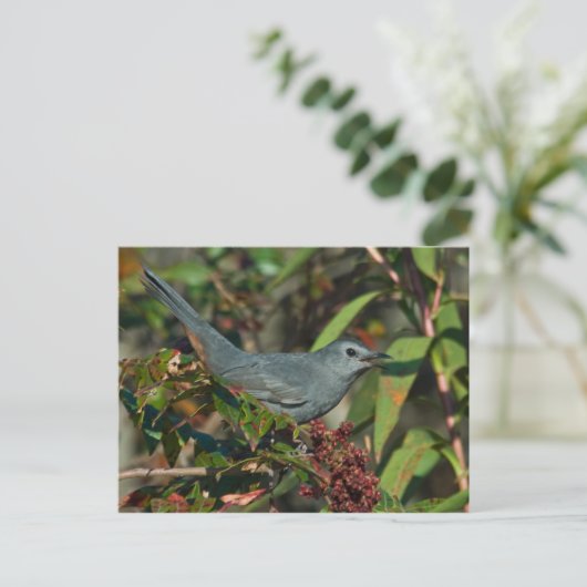 Carte postale Catbird (Debout devant)