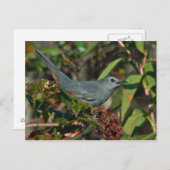 Carte postale Catbird (Devant / Derrière)