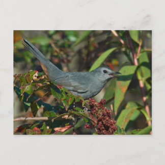 Carte postale Catbird