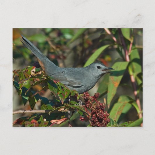Carte postale Catbird (Devant)