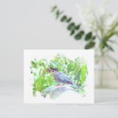 Carte Postale Catbird sur une boule de regard (Debout devant)