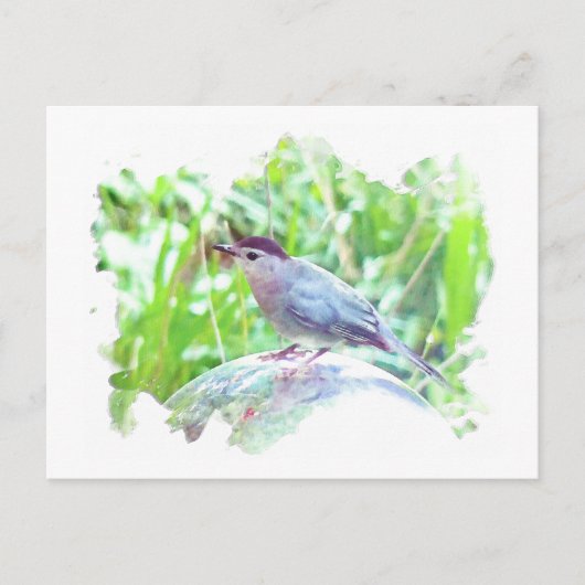 Carte Postale Catbird sur une boule de regard (Devant)