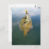 Carte Postale Catch Bluegill (Devant / Derrière)