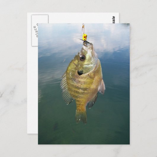 Carte Postale Catch Bluegill (Devant / Derrière)