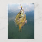 Carte Postale Catch Bluegill (Devant)