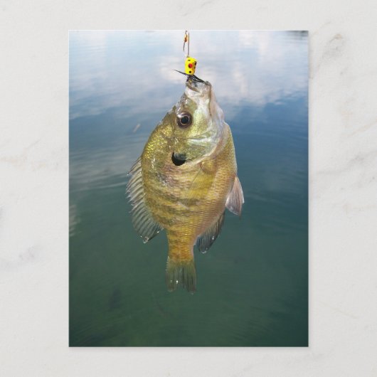 Carte Postale Catch Bluegill (Devant)