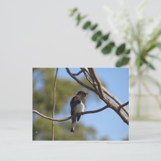 Carte postale - Catcher (Debout devant)