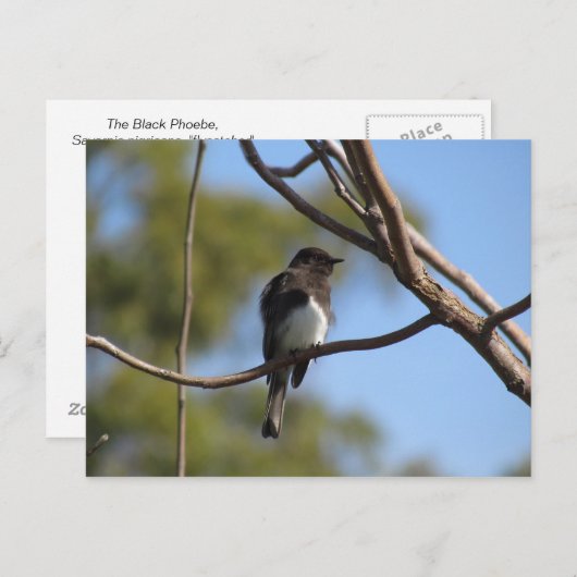 Carte postale - Catcher (Devant / Derrière)