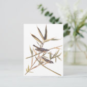 Carte Postale Catcher solaire d'Audubon (Debout devant)