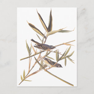 Carte Postale Catcher solaire d'Audubon