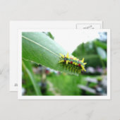 Carte postale Caterpillar (Devant / Derrière)