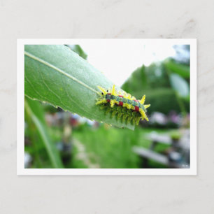 Carte postale Caterpillar