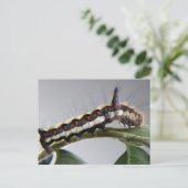 Carte postale Caterpillar (Debout devant)