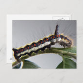 Carte postale Caterpillar (Devant / Derrière)
