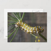 Carte postale Caterpillar (Devant / Derrière)