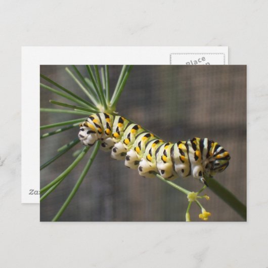 Carte postale Caterpillar (Devant / Derrière)