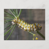 Carte postale Caterpillar (Devant)
