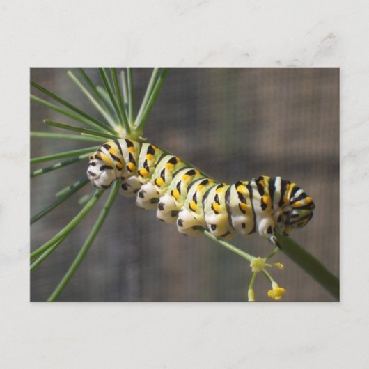 Carte postale Caterpillar (Devant)