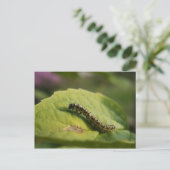 Carte Postale Caterpillar (Debout devant)