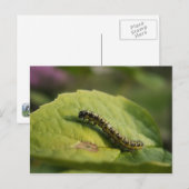 Carte Postale Caterpillar (Devant / Derrière)