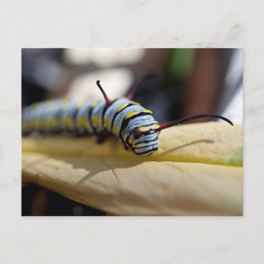 Carte postale Caterpillar (Devant)