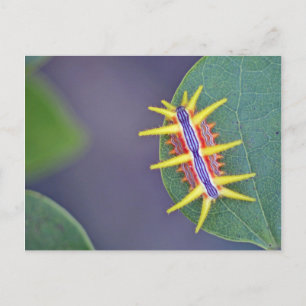 Carte postale Caterpillar.