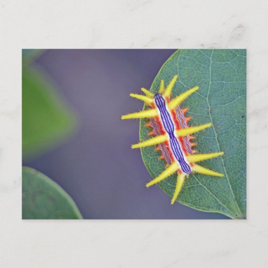 Carte postale Caterpillar. (Devant)
