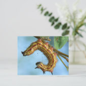 Carte postale Caterpillar. (Debout devant)