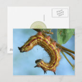 Carte postale Caterpillar. (Devant / Derrière)