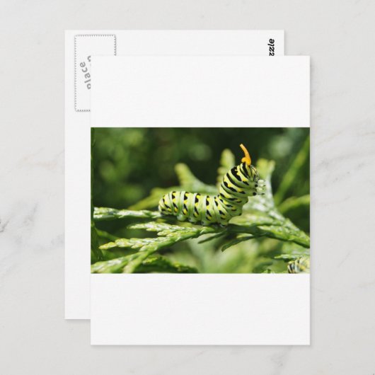 Carte Postale Caterpillar 2012 (Devant / Derrière)