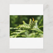 Carte Postale Caterpillar 2012 (Devant)