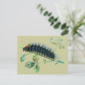 Carte Postale Caterpillar Arctia caja (Debout devant)