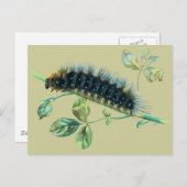 Carte Postale Caterpillar Arctia caja (Devant / Derrière)