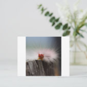 Carte Postale Caterpillar check things out (Debout devant)