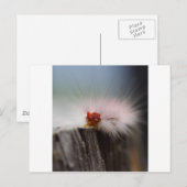 Carte Postale Caterpillar check things out (Devant / Derrière)