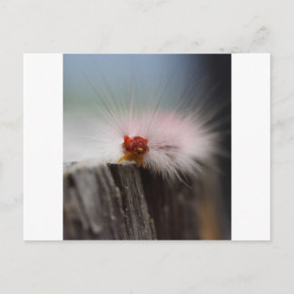 Carte Postale Caterpillar check things out