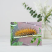 Carte Postale Caterpillar de l'ours jaune Tiger Moth Articles (Debout devant)