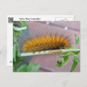Carte Postale Caterpillar de l'ours jaune Tiger Moth Articles (Devant / Derrière)