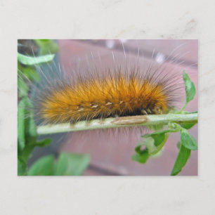 Carte Postale Caterpillar de l'ours jaune Tiger Moth Articles