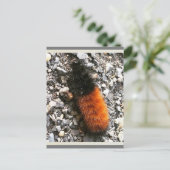 Carte Postale Caterpillar d'ours laineux (Debout devant)