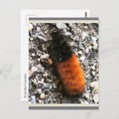 Carte Postale Caterpillar d'ours laineux (Devant / Derrière)